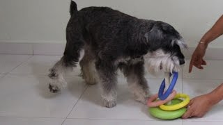 Funny Dog Tricks starring Homer the mini schnauzer