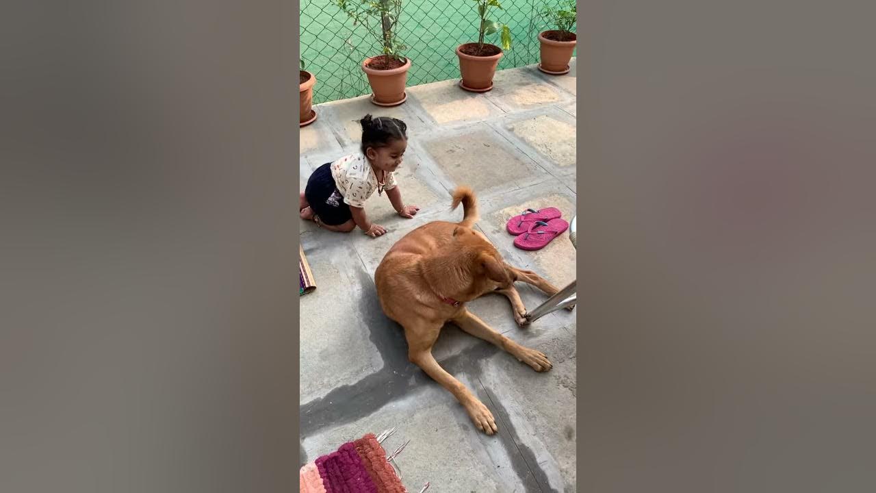 with bebo dog - YouTube
