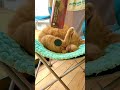 癒しのチャイム音と、驚くほど無関心な猫
