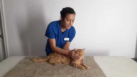 Intro to Veterinary Technology 1301 AVMA Video Project