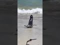 BABY SEAL Gets YEETED 100 ft By ORCA! #shorts