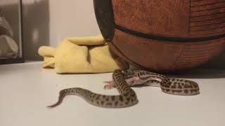 Little Stimson python smashing pinkys