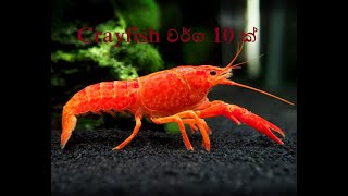 10 types crayfish in the world