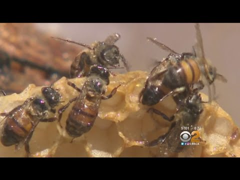 Bees Attack Woman And Firefighters