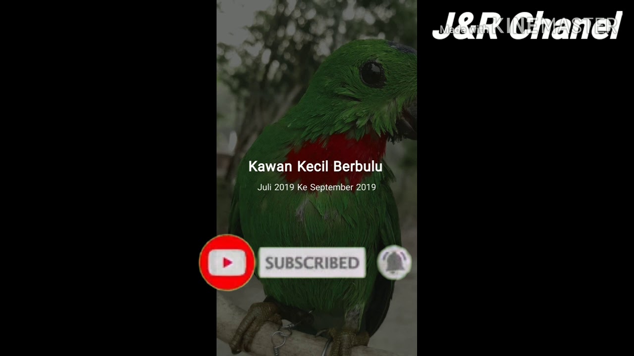 Burung Pialing Dan Serindit Youtube