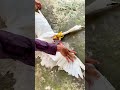 Wild Birds Slingshot Hunting Birdshunting Huntingbirds Slingshot Wild Birds Slingshot Hunting Birdshunting Huntingbirds Slingshot