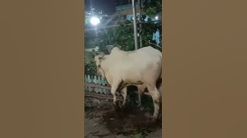 Thumbnail of malam takbiran idul adha 1443H