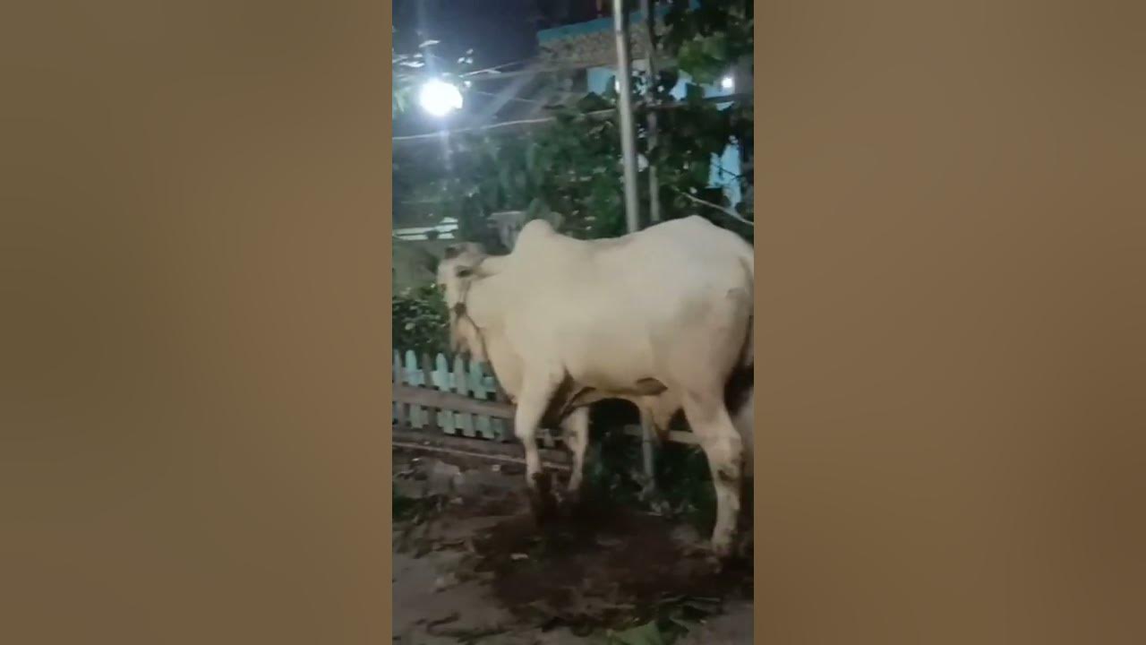 malam takbiran idul adha 1443H