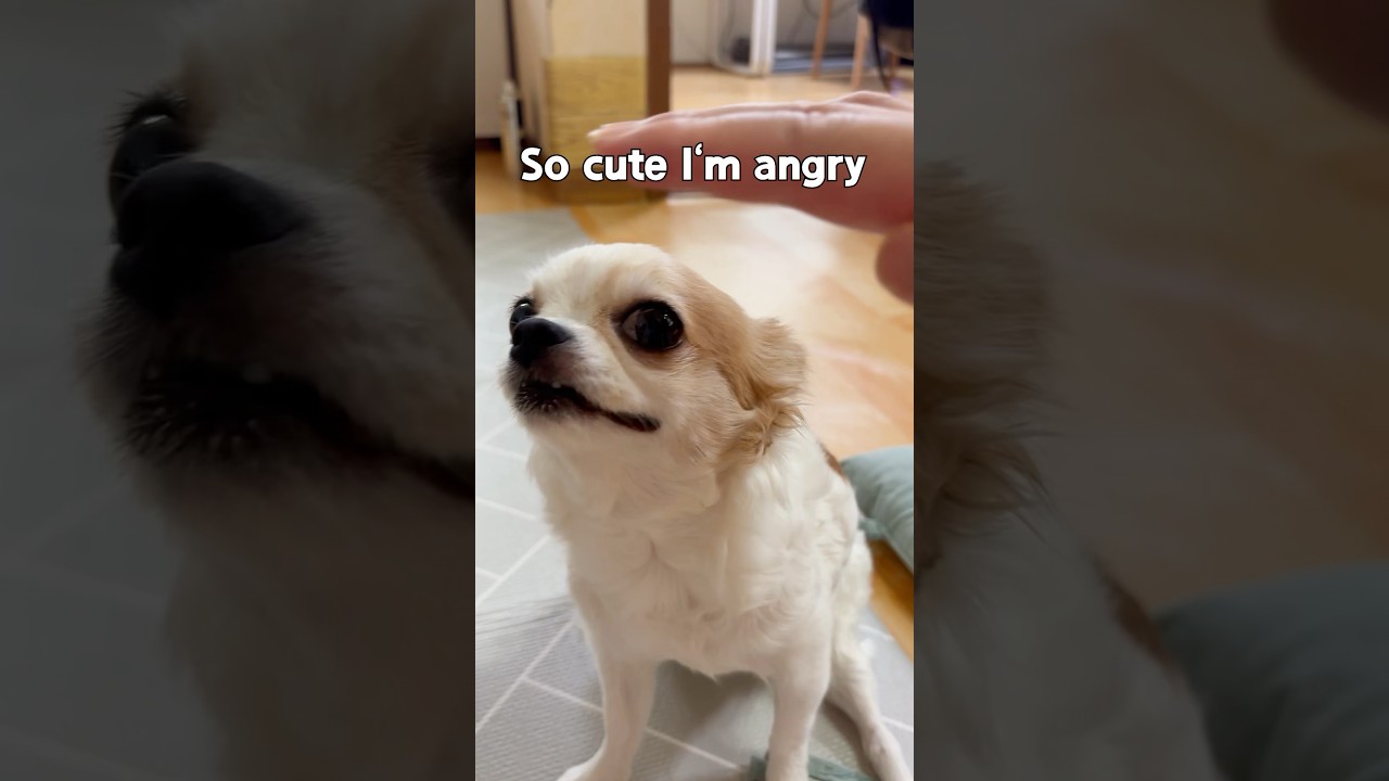 so cute im angry 🙄 