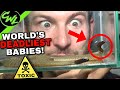 UNBOXING WORLD’S DEADLIEST BABY SNAKES!!