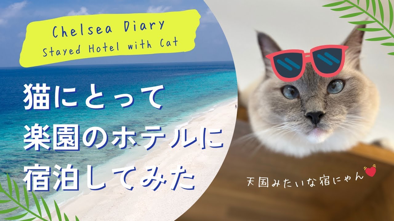 猫にとって楽園のようなホテルに宿泊した【千葉県・九十九里 / Asovillage】