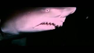 Laughing Shark