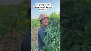 Harvesting cassava leaves before the roots are ready #farming #cassava