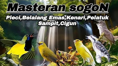 MASTERAN SOGON PAKET KOMPLIT📍 ISIAN Pleci,BelalangEmas,Kenari,PelatukSampit,Cigun.#sogon