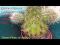 Saving a rotting cactus  removing cactus pups  cactus rescue cactus cacti cactusplants