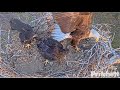 SWFL Eagles ~ Bold Intruder Steals Fishtail From Nest! E22 Lunges &amp; Defends! M15 At Pond 3.10.23