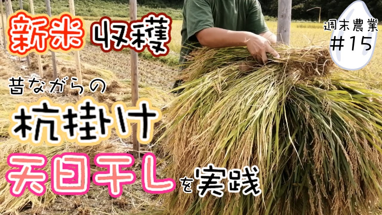 昨年の古米【かけ干し収穫米】取引中 しって米（後穂米） - 下塚田ふるさと応援隊