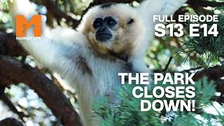 Monkey World SHUTS DOWN? | Monkey Life Season 13 EP 14 | Monkey Life