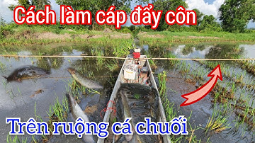 Hướng dẫn làm cáp kích lạnh cá lóc chuối cá da trơn lên đẹp | Điện Tử Nguyễn Sự |