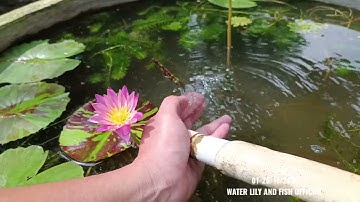 CHÂM NƯỚC GIẾNG CHO HỒ XI MĂNG NUÔI CÁ SONG HUYẾT KIẾM SWALLOW