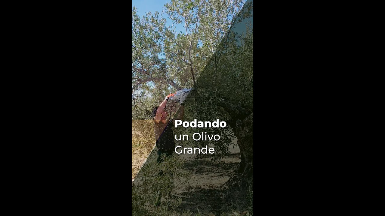 PODANDO UN OLIVO GRANDE