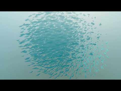 Fish Flock HDRP Sample