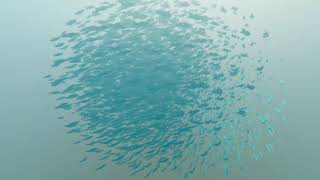 Fish Flock HDRP Sample