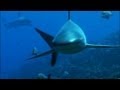 Reef Sharks Hunt Needlefish | Benedict Cumberbatch narrates South Pacific | BBC Earth