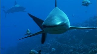 Reef Sharks Hunt Needlefish | Benedict Cumberbatch narrates South Pacific | BBC Earth
