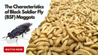 The Characteristics of Black Soldier Fly (BSF) Maggots