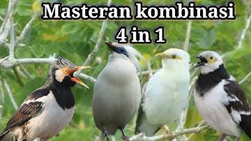 Masteran kombinasi 4 in 1 jalak suren, jalak hongkong, jalak putih dan jalak bali
