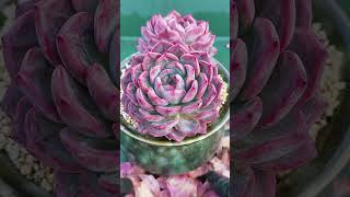 🪴 Refresh Your Succulents: Deep Clean Routine 🌱 Succulent Care: Deep Clean & Revitalize