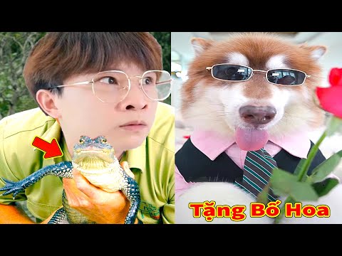 Thú Cưng TV | Ngáo Husky Troll Bố Dương KC #58 | chó thông minh vui nhộn | funny cute smart dog Pets