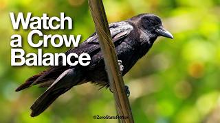 Watch A Crow Perfectly Balance On A Wire