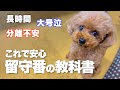 愛犬の留守番を安心・安全にする方法【しつけ・長時間・分離不安・涙・大号泣】