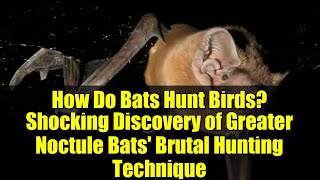 How Do Bats Hunt Birds? Shocking Discovery of Greater Noctule Bats' Brutal Hunting Technique