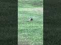 Just a groundhog enjoying life. #wildlife #groundhog#shorts