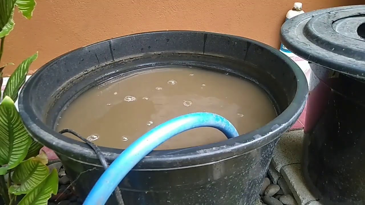 Cara Menguras Yang Baik Dan Benar Budikdamber Lele 