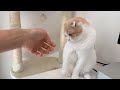猫に噛まれので手の傷を見せて叱ったらこうなっちゃいました…