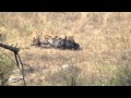 Six Female Lions Killing A Buffalo In The Serengeti (not for sensitive viewers) [HD]