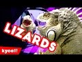 The Funniest Cutest Lizards & Reptiles Bloopers of 2016 Weekly Compilation | Kyoot Animals