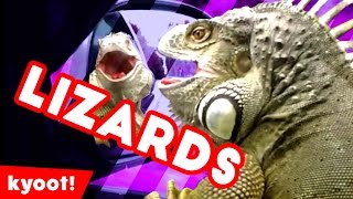 The Funniest Cutest Lizards & Reptiles Bloopers of 2016 Weekly Compilation | Kyoot Animals