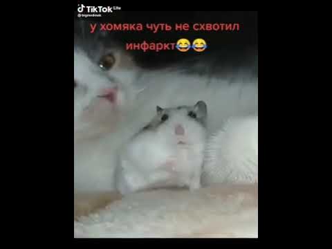 бедный хомяк - YouTube