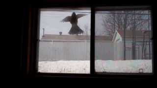 into window crashing bird robin