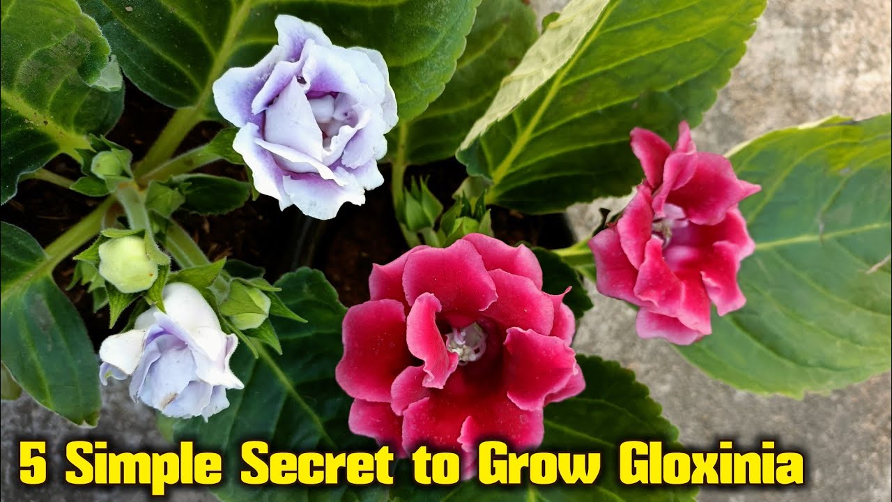 5 Simple Secret to Grow Gloxinia Plant, बिना धूप छाया में सुंदर फूल देने  वाला पौधा - thptnganamst.edu.vn