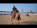 ऊंट का वीडियो | unt or oont ka video | Camel Running and Walking in Desert City of Rajasthan Pushkar