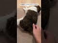 飼い主が猫を強制的にへそ天させる方法がキモすぎる#shorts