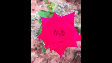 Insta Reels Video Editing VN App - 20 Photos 2 Video Tutorial - VN Editing Video - Technical Volte