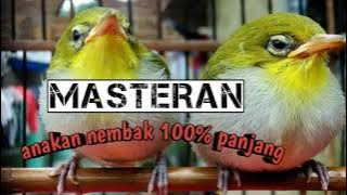 MASTERAN PLECI ANAKAN NEMBAK PANJANG 100% MUDAH MASUK