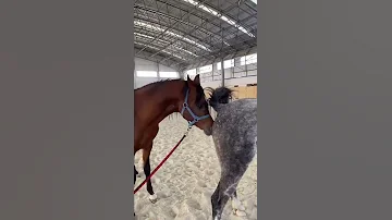 Stallion Horse Breeding Season Short Video 